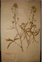  ?? (Photo DR) ?? La Dauphinell­e de Requien, une des nombreuses plantes que l’on ne trouve que dans le Var et, dans son cas endémique, des îles d’Hyères.