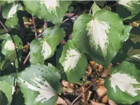  ?? PHOTO: LINDA ROBERTSON ?? Piper excelsum ‘‘Variegatum’’.