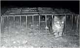  ??  ?? A feral cat prowling round a banded dotterel nest at Kaitorete Spit.