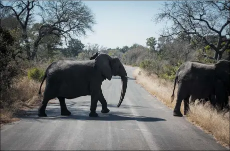  ?? THE ASSOCIATED PRESS ?? An elephant crosses the road in the Kruger National Park, South Africa, July 29. Animals have had the country’s world-famous wildlife parks to themselves because of lockdown rules that barred internatio­nal tourists and made it illegal for South Africans to travel between provinces for vacations.