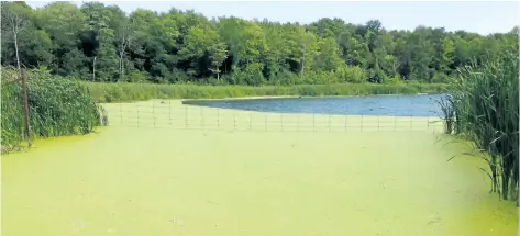  ?? POSTMEDIA FILE PHOTO ?? The Environmen­tal Commission­er of Ontario said the government needs to do a more effective job of preventing blue- green algae blooms, like the one pictured here, in her annual report. These blooms are caused by phosphorus runoff.
