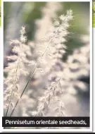  ??  ?? Pennisetum orientale seedheads,