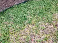  ?? Courtesy photo ?? Take-all root rot can appear when grass is stressed by heat, drought, shade, alkaline soil or high-sodium water.