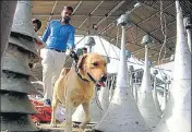  ?? SANJEEV KUMAR /HT ?? Security personnel with a sniffer dog checking the ‘Kisan Kalyan Rally’ venue in Malout on Tuesday.