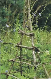  ?? DEB BUTTERFIEL­D ?? Climbing frames add structure to the garden and act as a distractio­n to the wilderness.