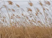  ??  ?? The panorama of landscape and wildlife is unmatched along the Outer Banks, a thin chain of barrier islands curving like a string of pearls around North Carolina’s eastern coast.