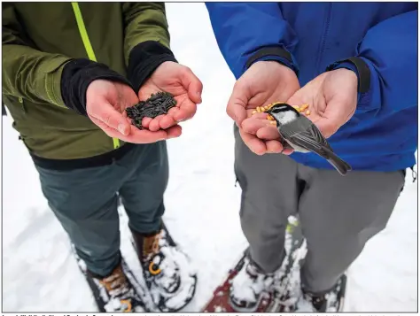  ?? (AP/University of Nevada, Reno/Jennifer Kent) ?? Joseph Welklin (left) and Benjamin Sonnenberg, researcher­s from the University of Nevada, Reno Chickadee Cognition Lab, feed wild mountain chickadees pine nuts and black oil sunflower seeds Jan. 6 at Chickadee Ridge in Mount Rose Meadows, Nev.