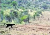  ?? REUTERS ?? A black leopard is seen in Lorok, Laikipia county in Kenya on March 15, 2018 in this still image taken from a social media video obtained on Wednesday.