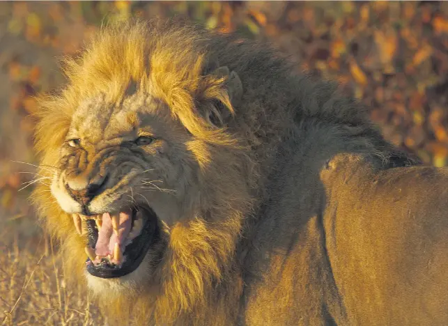  ?? Picture: Nadine Dreyer ?? ROAR PAIN It is feared that the lion killed by an American hunter last week was the dominant lion in a pride with cubs. The lion has been missing since the hunt and on Friday one of his cubs was found dead.