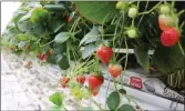  ?? Attached photos: ?? LC-Sunterra-1 and LC-Sunterra-2: Strawberri­es growing in Lethbridge College’s Research and Production Greenhouse in Brooks, Alta. Photo credit to Lauren Dale with Sunterra Market.