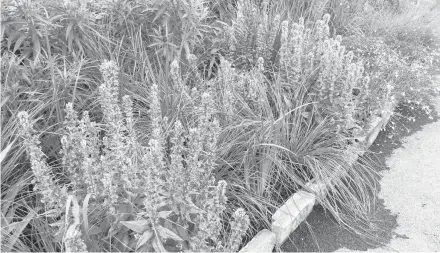  ?? MIRI TALABAC ?? Concerns about climate change in the garden make this grouping of hardy plants a much better alternativ­e to growing a lawn.