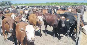  ??  ?? Engorde a corral. La carne de feedlot ya se embarca a Europa.