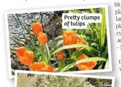  ??  ?? Pre y clumps of tulips