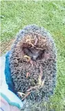  ??  ?? The unfortunat­e hedgehog rescued by Nadia Al-Dujali after it got stuck in an uncovered drain in Rosyth.