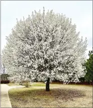  ?? KELLY OTEN, NORTH CAROLINA STATE UNIVERSITY VIA AP ?? The Callery pear tree’s aesthetica­lly pleasing, upwardfaci­ng branch structure meant limbs would rip and fly off during storms, threatenin­g to injure people and damage cars and homes.