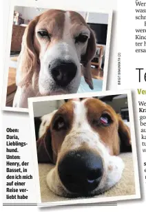  ??  ?? Oben: Daria, Lieblingsh­und. Unten: Henry, der Basset, in den ich mich auf einer Reise verliebt habe