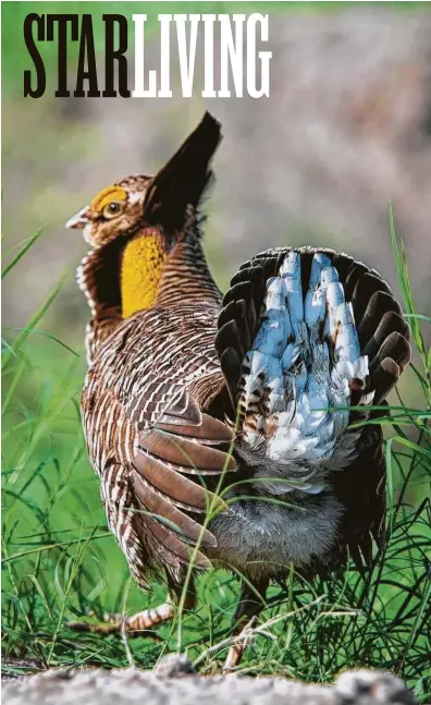  ?? Stephanie Adams / Houston Zoo ?? The Houston Zoo is making a concerted effort to bring back the Attwater’s prairie chicken, which is currently an endangered species.