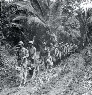  ??  ?? Scout and messenger dogs patrolling a captured trail on Bougainvil­le with Marines