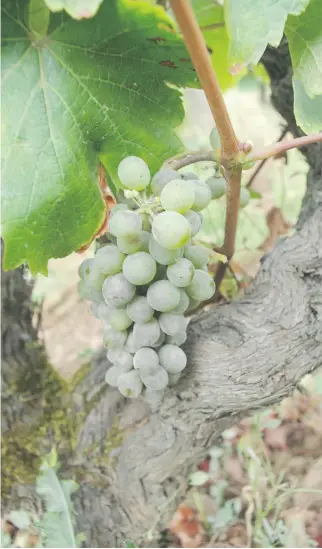  ?? BILL ZACHARKIW ?? Old-vine chenin blanc in the Loire appellatio­n of Vouvray.