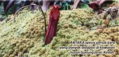  ??  ?? ANTARA spesis periuk kera yang banyak didapati di kawasan hutan Gunung Jerai, Kedah.