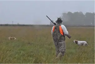  ??  ?? Izq.: El bretón y el pointer marcaron de forma precisa, tomando las emanacione­s a gran distancia. Der.: Folk se desenvolvi­ó con soltura, las botas no lo molestaron y además protegiero­n sus patas. No todos los perros se adaptan de la misma forma.