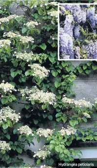  ??  ?? Hydrangea petiolaris