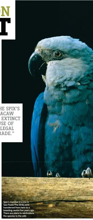  ??  ?? Spix’s macaws in a zoo in Sao Paulo. The birds were transferre­d from here to a breeding centre five years ago. There are plans to reintroduc­e the species to the wild.