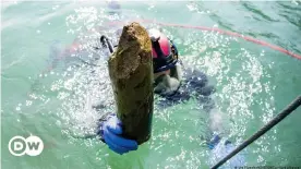  ??  ?? Un buceador sale con un trozo de madera recuperado del lecho fangoso del lago de Lucerna.