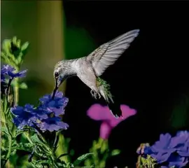  ?? Norman Winter / Trbiune News Service ?? Superbena Imperial Blue verbena also attracts the ruby-throated hummingbir­d.