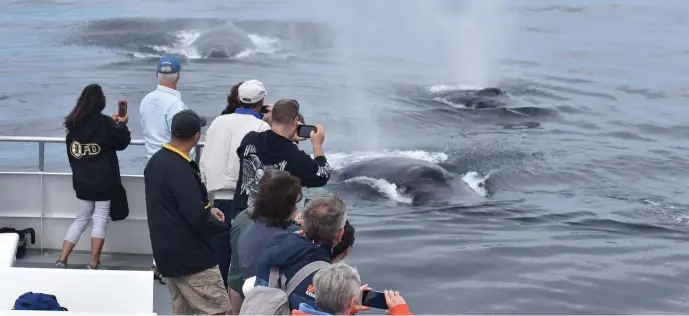  ?? PHoto CourteSy CAptAin JoHn BoAtS ?? THAR SHE BLOWS: Visitors take photos of a pod of whales during a whale watching tour from Captain John Boats out of Plymouth.