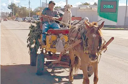  ?? ?? l Jesús Martín Talamante, acompañado de su perro “El Palomo”, se traslada en la carreta jalada por la yegua “Panchita”, para salir a buscar trabajo en calles de Navojoa.