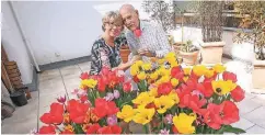  ??  ?? Heinrich Maria Bücker schenkt seiner Frau Uschi zum Geburtstag 250 Tulpen.