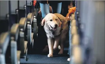  ?? Julio Cortez Associated Press ?? BEGINNING Sept. 17, Southwest Airlines will allow only dogs and cats that are on leashes or in carriers for emotional support of passengers. Above, a service dog aboard a United Airlines plane in April 2017.