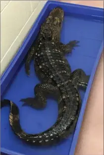  ?? THE CITY OF HAMILTON ?? An Alligator was captured by animal control outside an east end home.