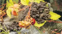  ?? SEAN MCCANN ?? Every year, juvenile Western Toads migrate by the thousands from their breeding pond to their first home. However, a road cuts across their route. In 2015, Fraser Valley Conservanc­y built a toad tunnel.