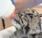  ?? PROVIDED ?? The OKC Zoo’s clouded leopard kitten drinks from a bottle at 3 weeks old. The kitten is being hand-reared by zoo caretakers.