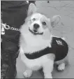  ?? PROVIDED TO CHINA DAILY ?? Fu Zai, China’s first corgi police dog, who is still in training.