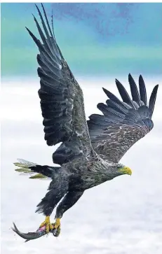  ?? FOTO: BERT BURCHETT/TVMS/DPA-TMN ?? Dieser See-Adler ist auf der Peene beim Beutezug beobachtet worden. Im Jahr 2018 wurden 66 deutsche Seeadlerre­viere gezählt.