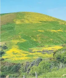  ?? Picture: Malcolm Ryan ?? A carpet of capeweed in paddocks along the Midland Highway.