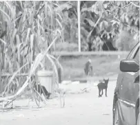  ??  ?? BERKELIARA­N: Anjing liar menyelongk­ar sampah untuk mencari sisa makanan.