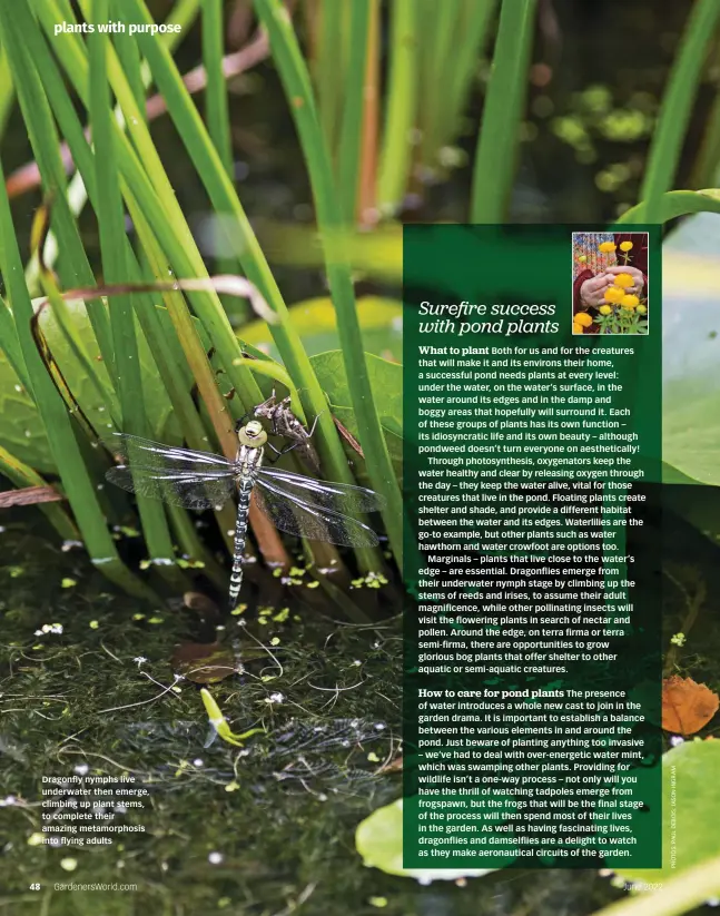  ?? ?? Dragonfly nymphs live underwater then emerge, climbing up plant stems, to complete their amazing metamorpho­sis into flying adults