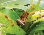  ??  ?? The armyworm eating up maize