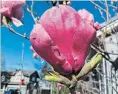  ??  ?? Defiant flowers, from the top: 1. Cherry blossoms look delicate but they were tough enough to endure last week’s storm.
2. An old magnolia in bloom at a Hamilton cemetery.
3. A cherry blossom spreads its petals. 4. Magnolia flowers are attached to...