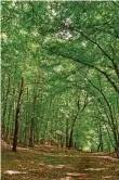  ?? FOTO: DPA ?? Im Buchenwald von Grumsin liegt auch an einem Sommertag alles in ständigem Halbdunkel.