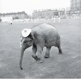  ?? Pictures: Getty Images ?? EXTRA HEAVY. Bella, an Indian elephant from Chessingto­n Zoo, in the outfield at the Oval in 1971.