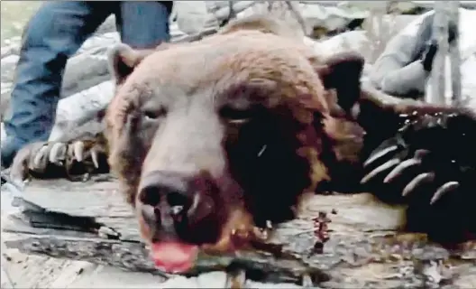  ?? ANNA LIESOWSKA / EAST2WEST NEWS ?? Prueba de cargo Imagen del vídeo de la controvert­ida cacería, con el oso recién muerto. Abajo, el gobernador Serguéi Lévchenko