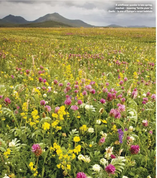  ??  ?? A wildflower wonder in late spring, machair – meaning ‘fertile plain’ in Gaelic – is one of Europe’s rarest habitats