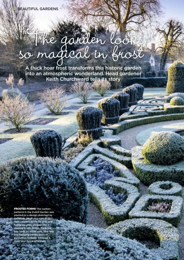  ??  ?? FROSTED FORMS This sunken parterre in the Dutch Garden was planted to a design sketched by Gertrude Jekyll on a visit in 1912. Yew columns at the far end, and fastigiate yews clipped into a shaving brush design, flank the box beds on either side. The neat box hedging frames beds of Euonymus fortunei ‘Emerald n Gold’ and Salvia officinali­s