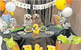  ?? ?? ABOVE: Bailey and Buddy, both Labradors, celebrated their third birthday with a safarithem­ed party.