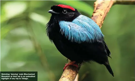  ?? ?? Watching ‘dancing’ male Blue-backed Manakins at their lek is an undoubted highlight of any trip to Tobago.